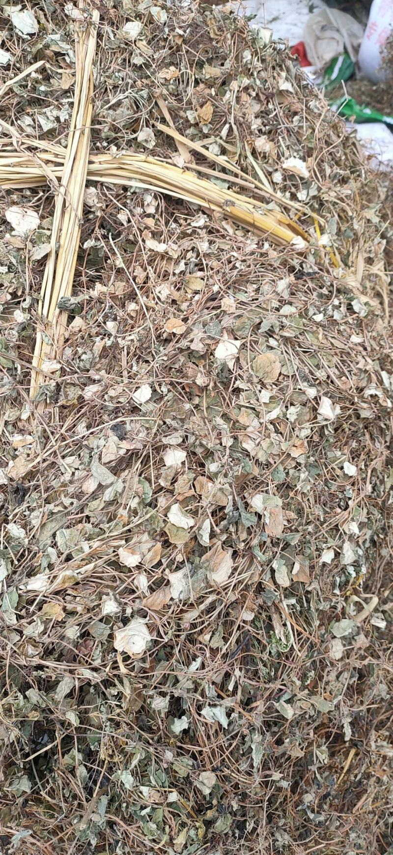金钱草大叶(过路黄)，产地直销，一手货源，来电优惠
