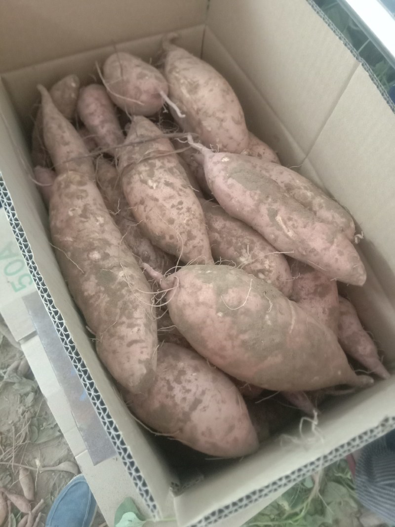 龙薯9号3两以上商品薯黄心，口感甜面，可发往全国