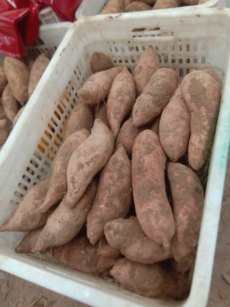 龙薯9号3两以上商品薯黄心，口感甜面，可发往全国