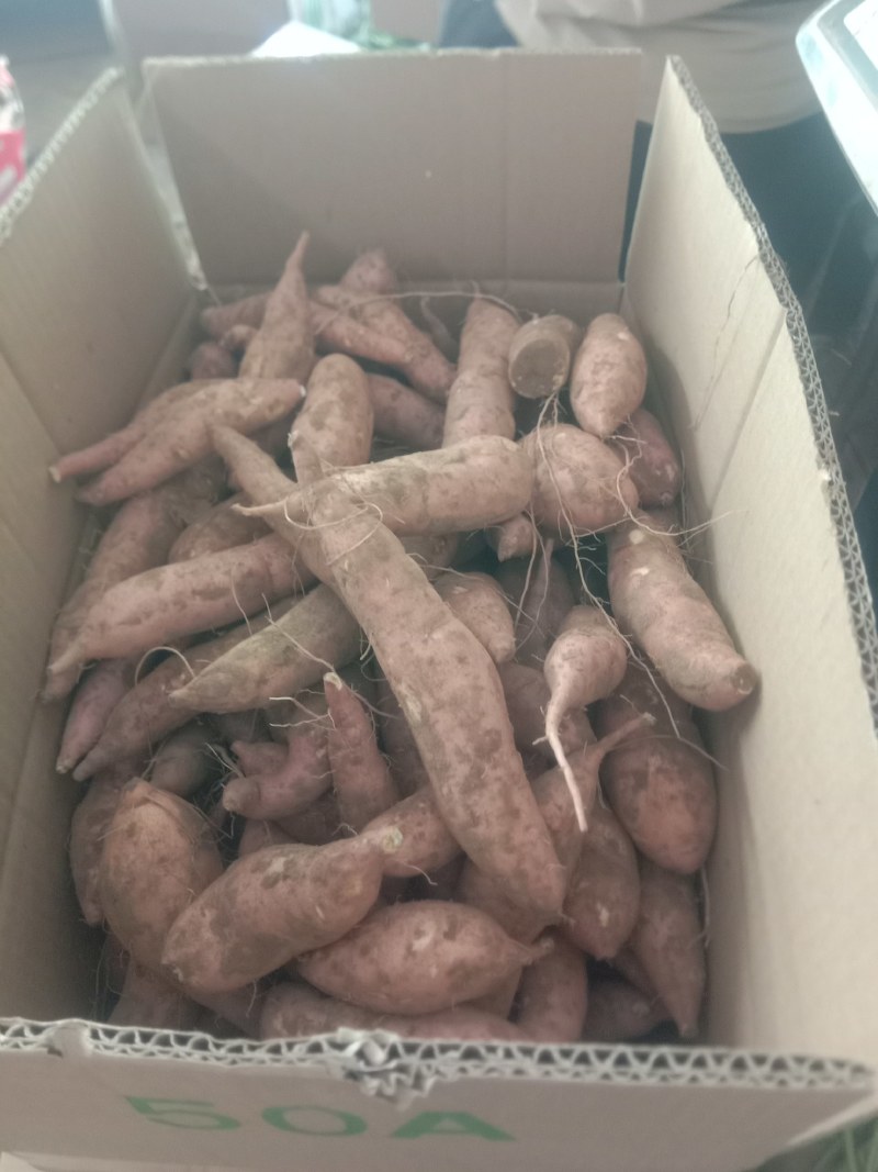 龙薯9号3两以上商品薯黄心，口感甜面，可发往全国