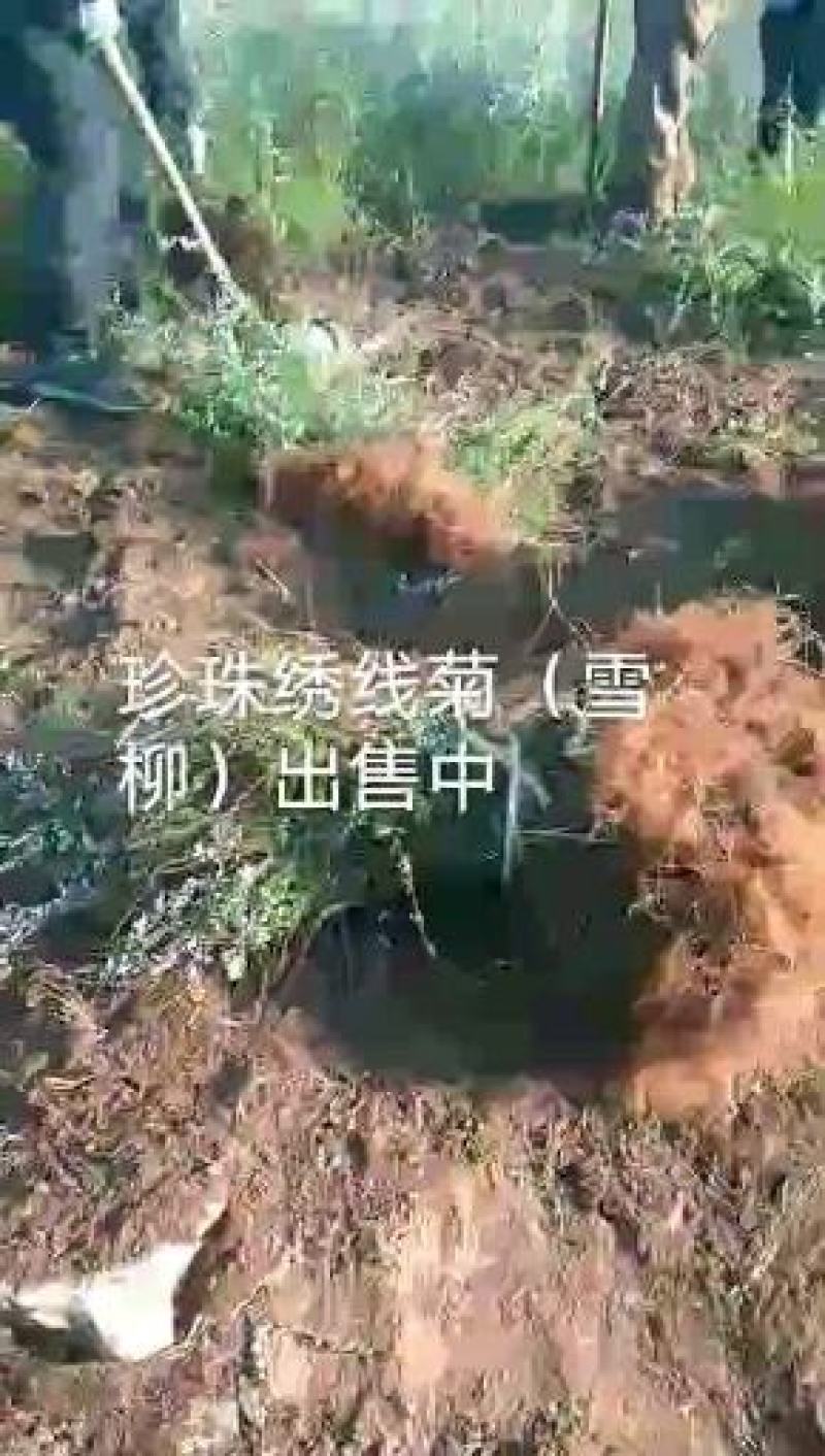 雪柳，热卖中耐寒苗木辽宁省开原市陈革苗圃！欢迎选购！