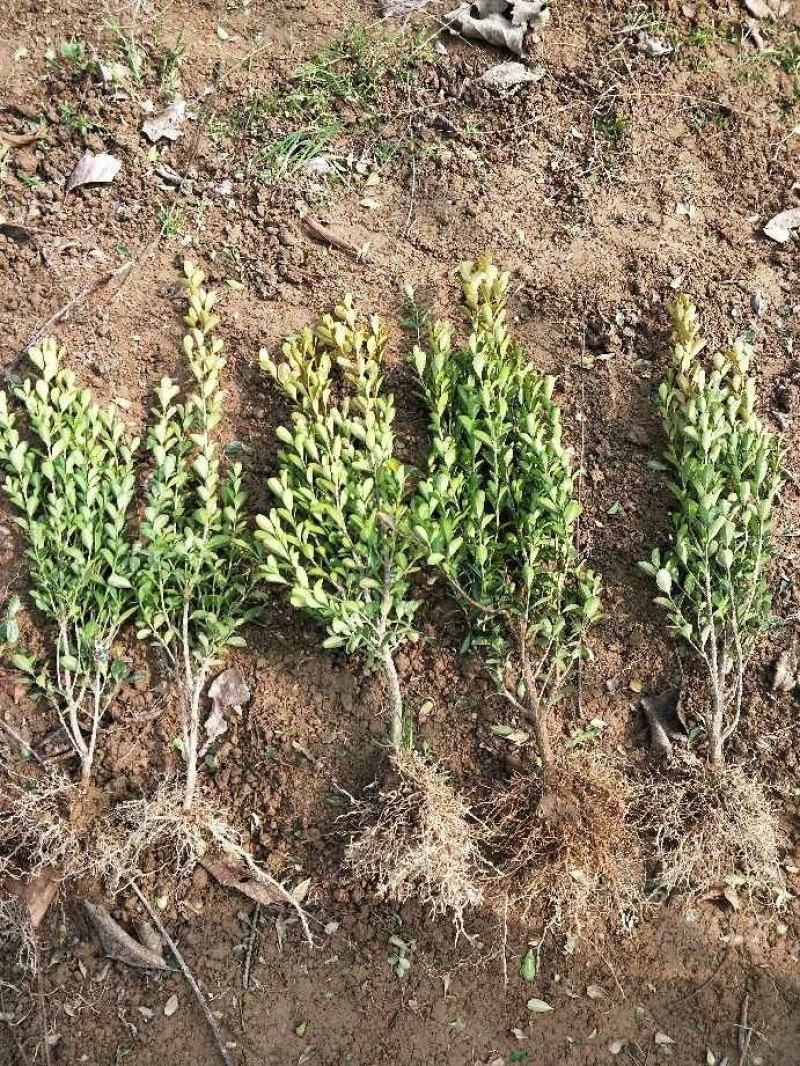 瓜子黄杨，小叶黄杨，高山黄杨，豆瓣黄杨，黄杨