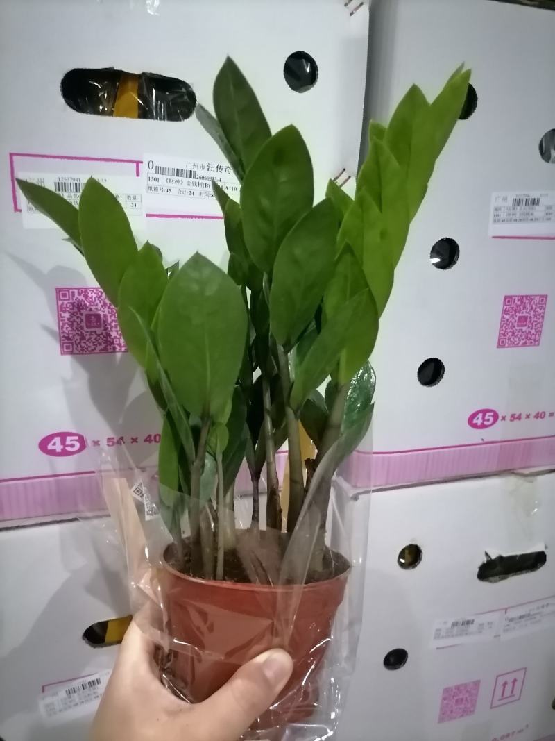 金钱树基地直供90#110#易养耐旱叶片翠绿