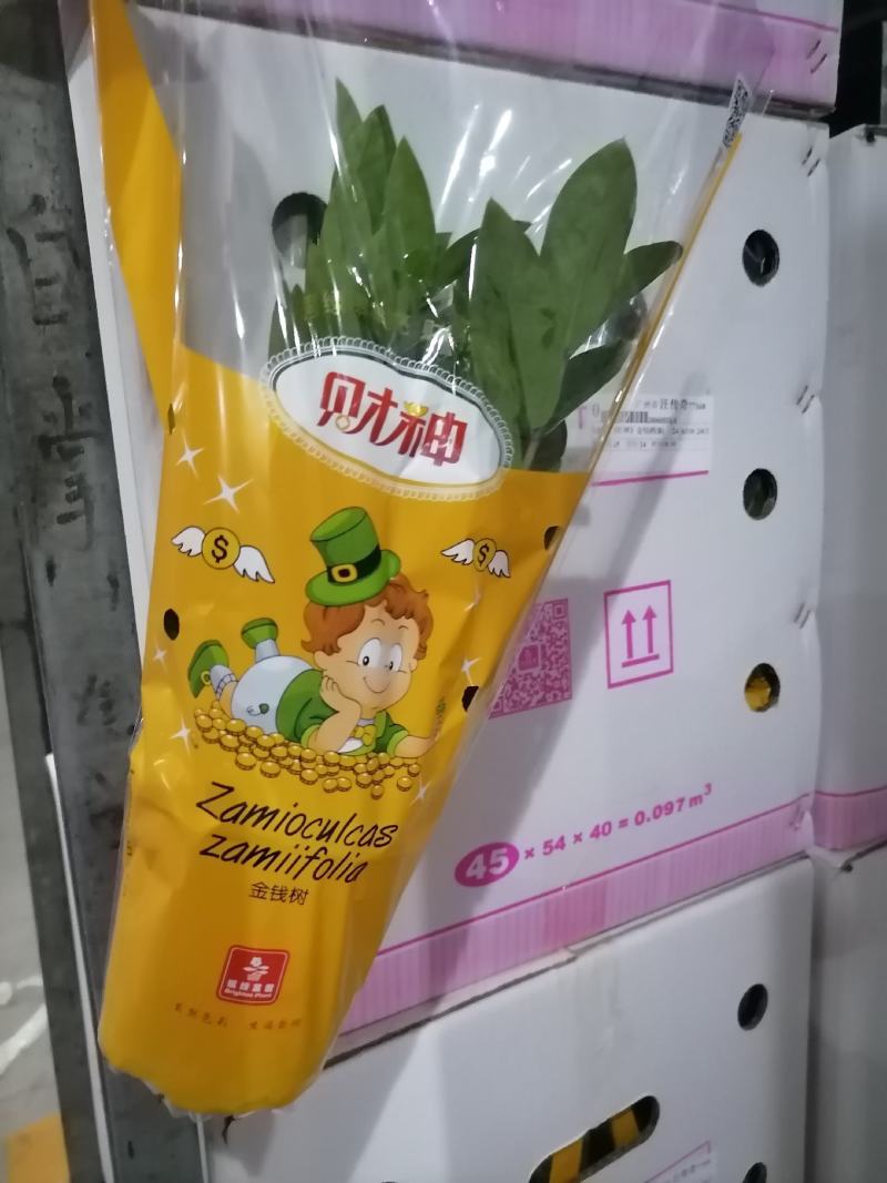 金钱树基地直供90#110#易养耐旱叶片翠绿