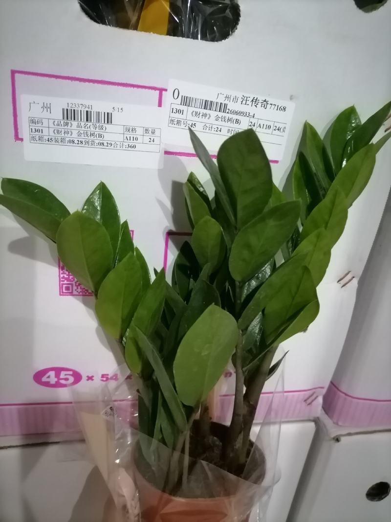 金钱树基地直供90#110#易养耐旱叶片翠绿