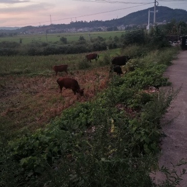 大小散养黄牛