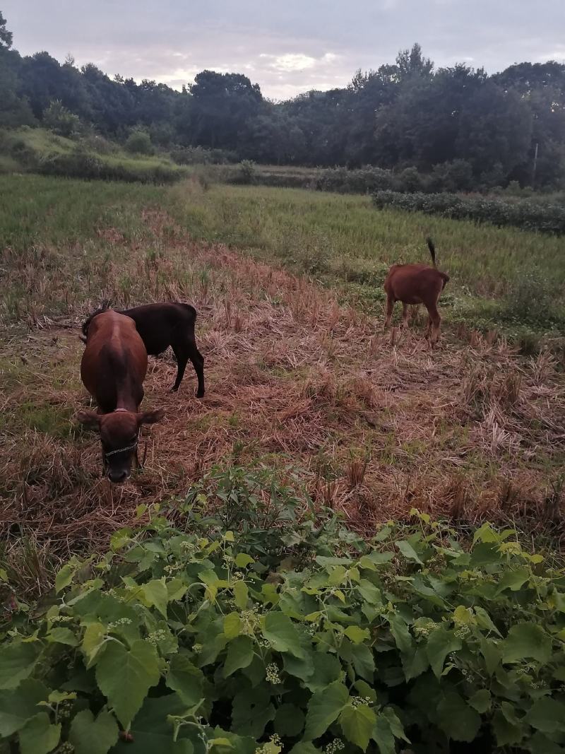 大小散养黄牛