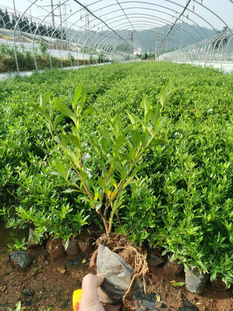 小叶栀子，开2季花！冠幅好，露天！