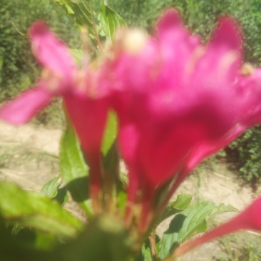 红王子锦带，紫叶锦带，四季锦带耐寒苗木！苗圃自产自销