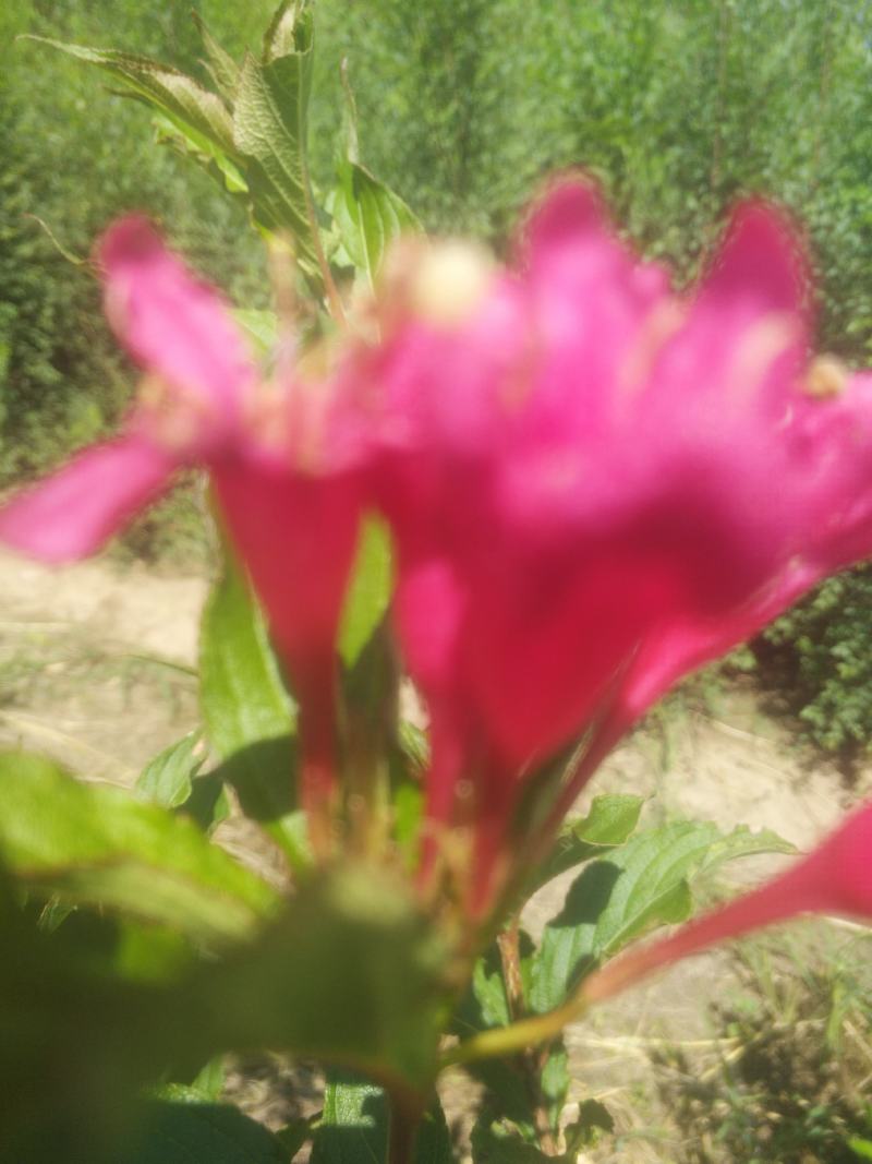 红王子锦带，紫叶锦带，四季锦带耐寒苗木！苗圃自产自销