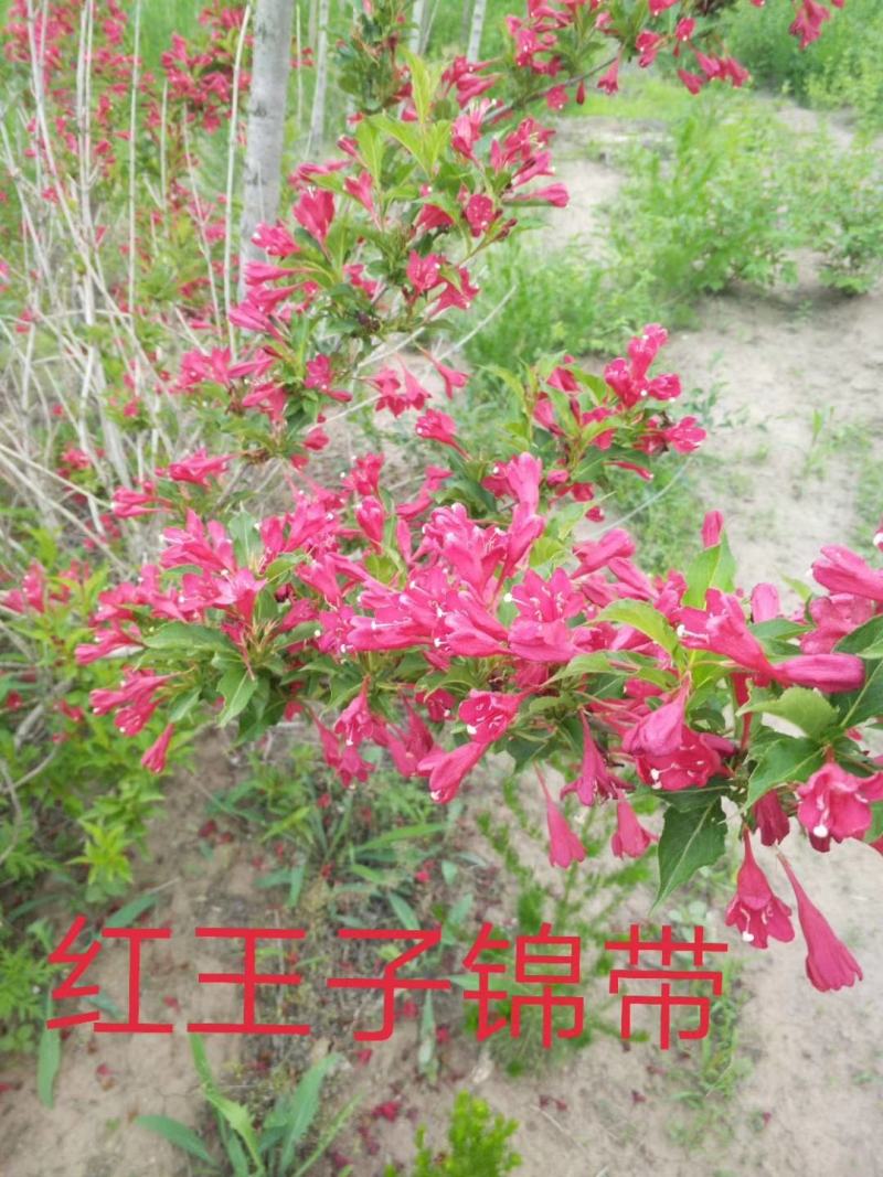 红王子锦带，紫叶锦带，四季锦带耐寒苗木！苗圃自产自销
