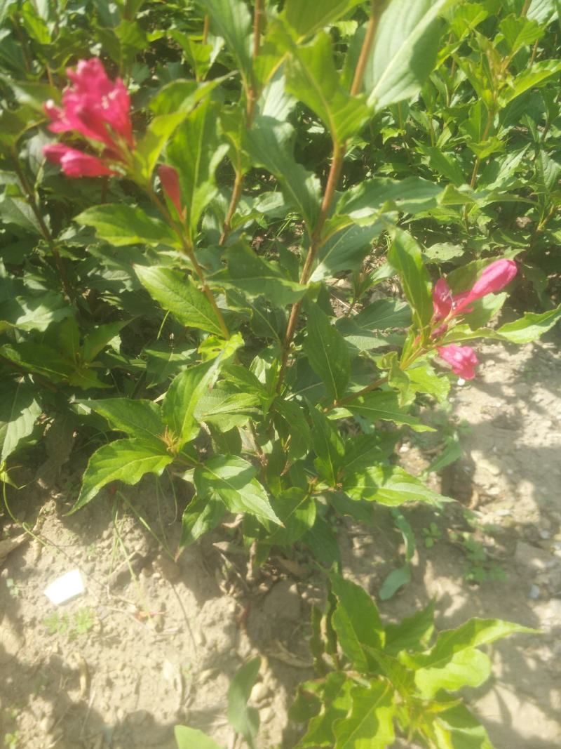 红王子锦带，紫叶锦带，四季锦带耐寒苗木！苗圃自产自销
