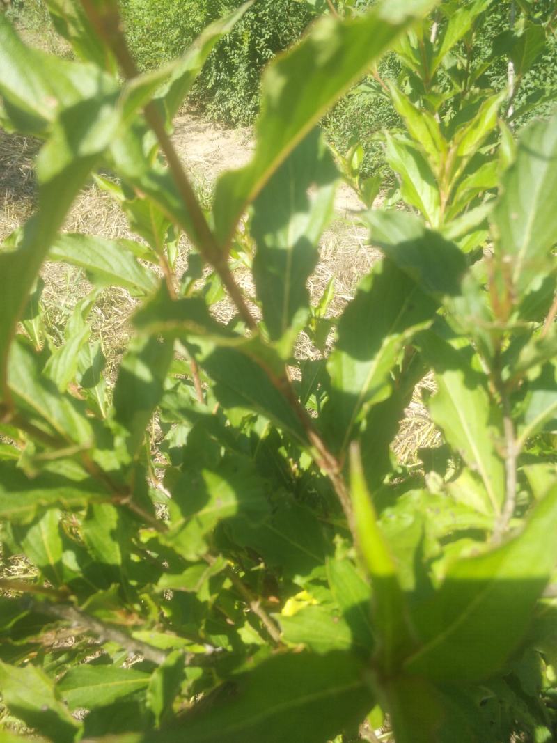 红王子锦带，紫叶锦带，四季锦带耐寒苗木！苗圃自产自销