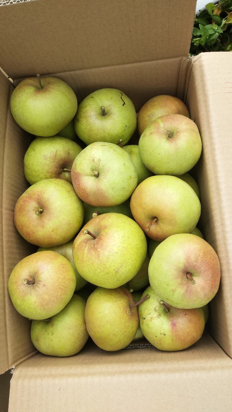延边苹果梨