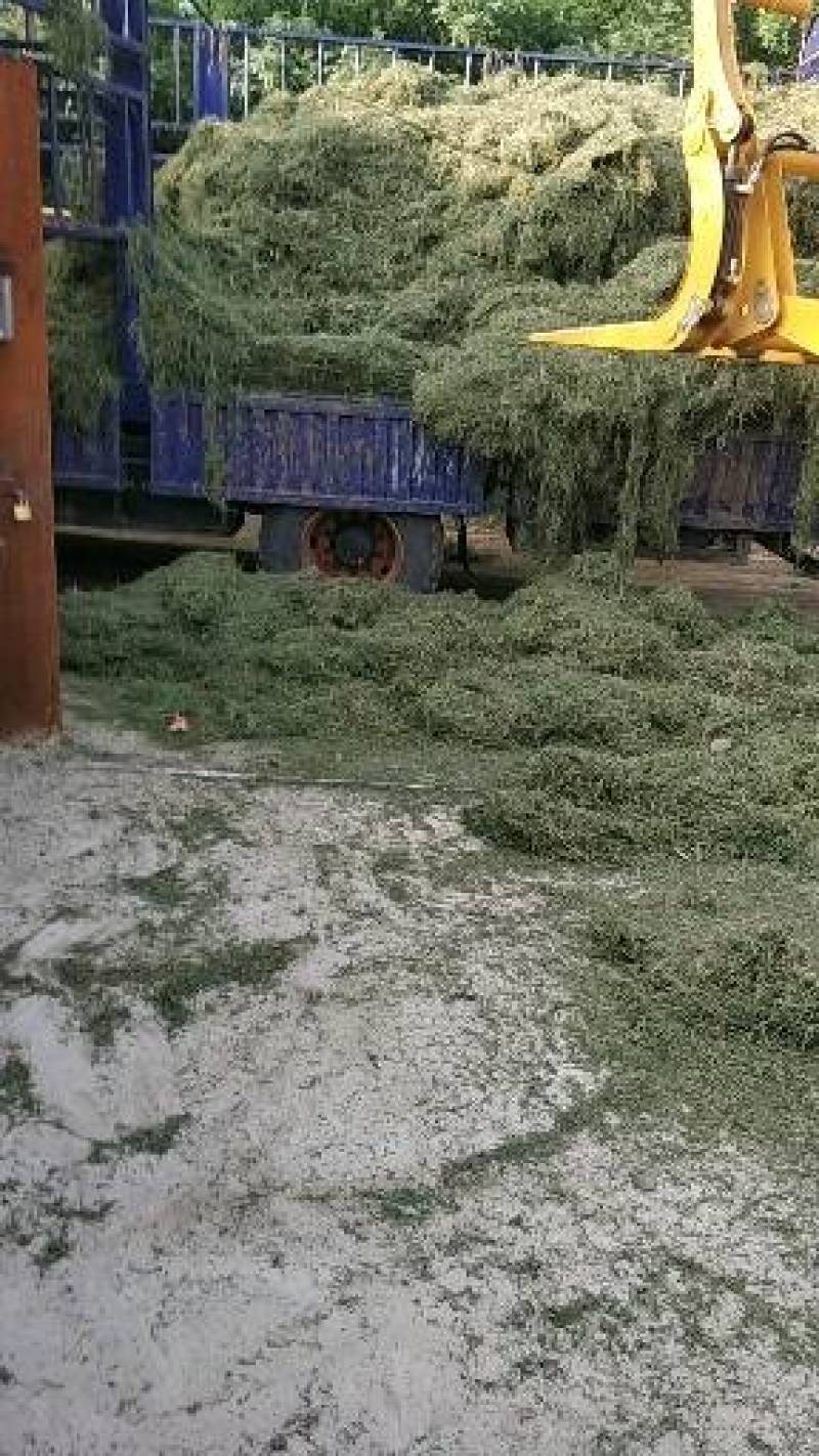 中药材苦地丁，一手货源，颜色绿，无杂质的纯干货。