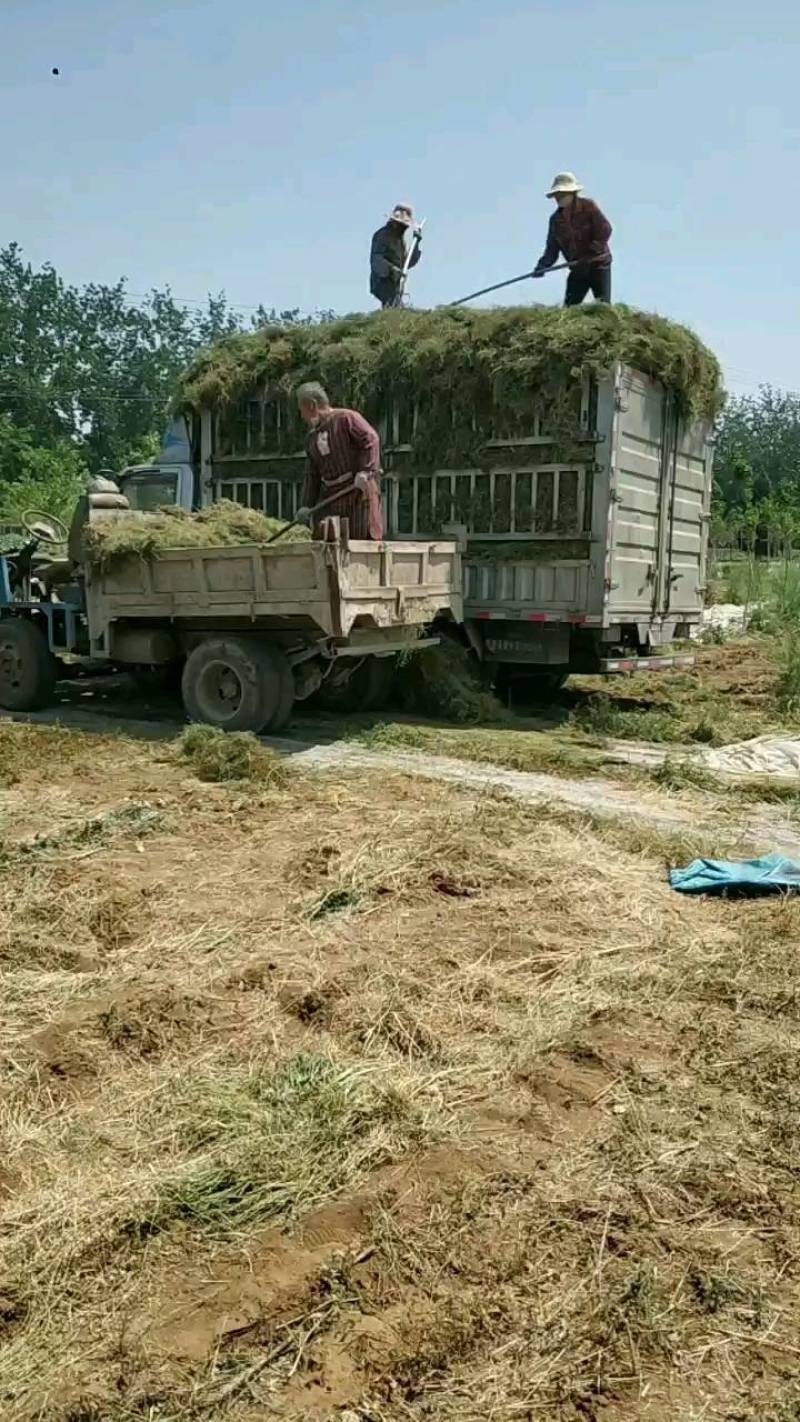 中药材苦地丁，一手货源，颜色绿，无杂质的纯干货。