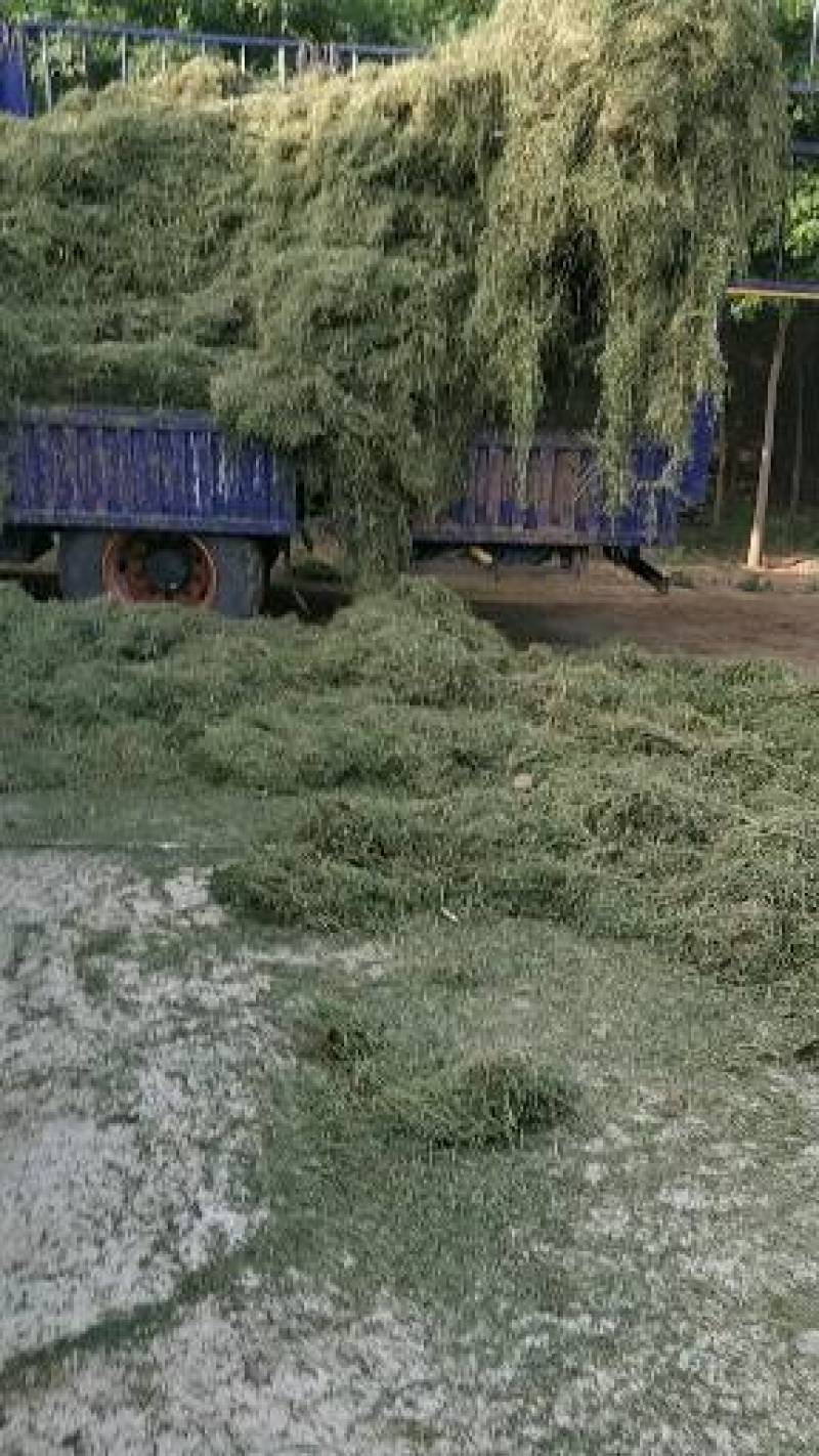 中药材苦地丁，一手货源，颜色绿，无杂质的纯干货。