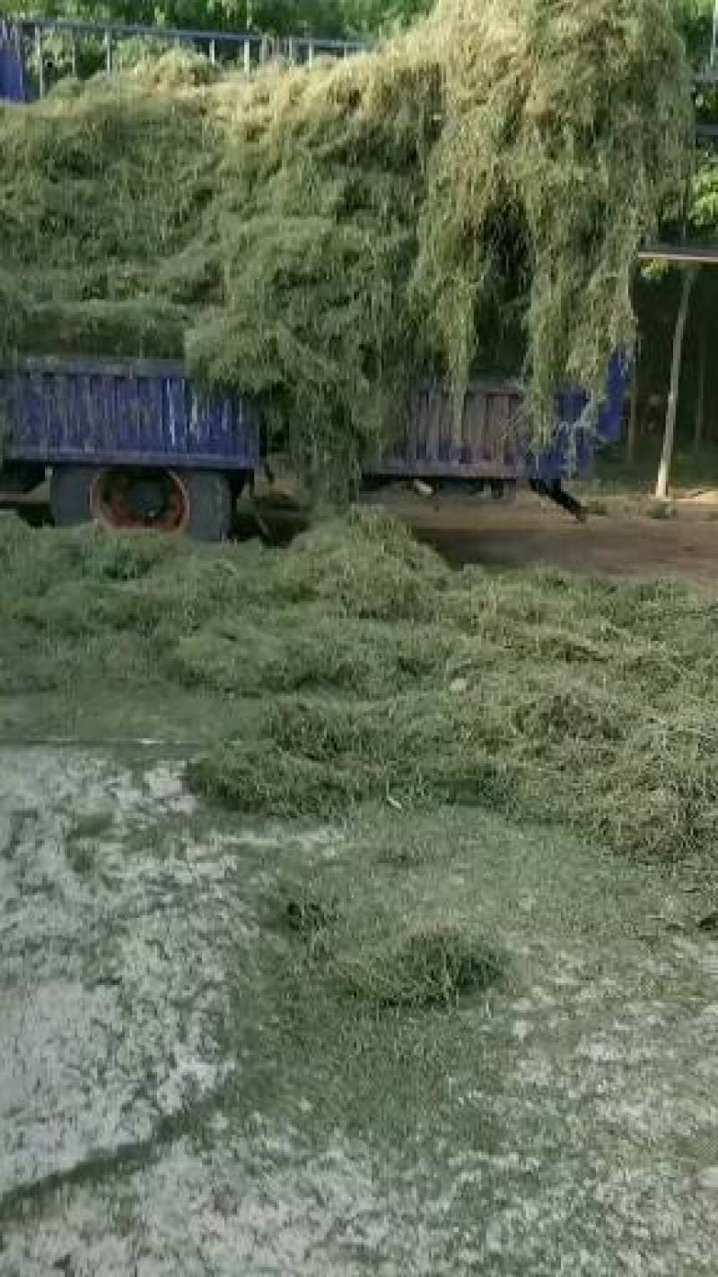 中药材苦地丁，一手货源，颜色绿，无杂质的纯干货。
