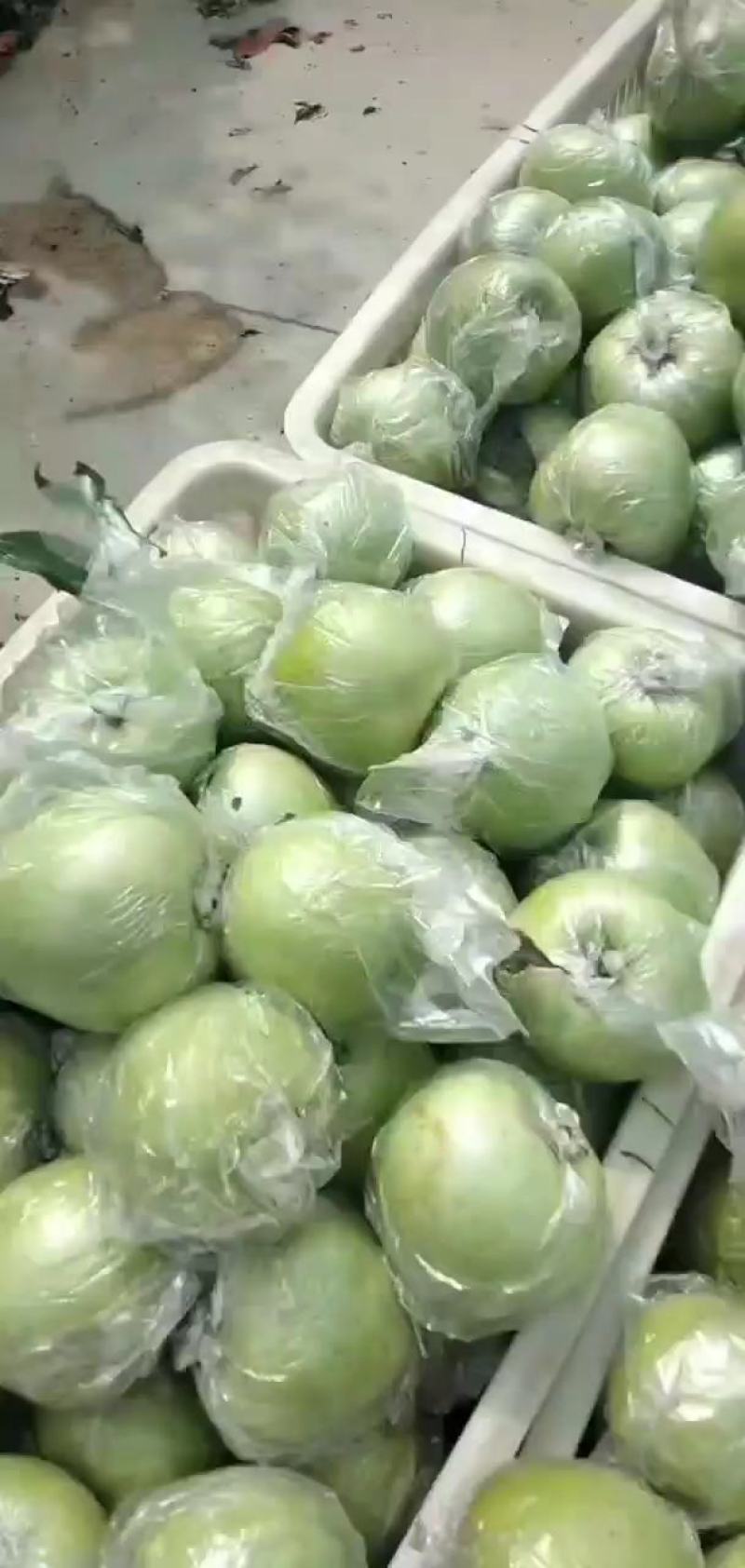金帅苹果80mm以上膜袋