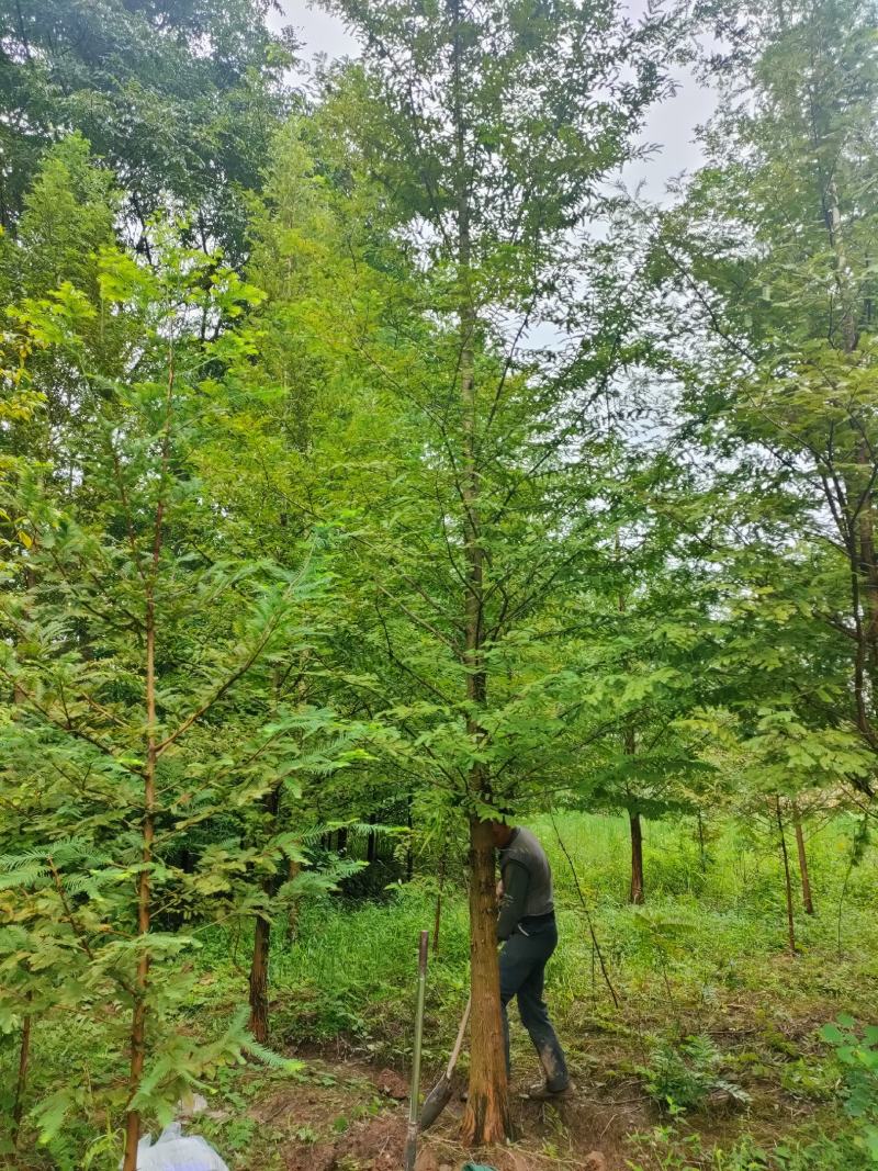水杉出售各种3-30公分规格，需要的联系