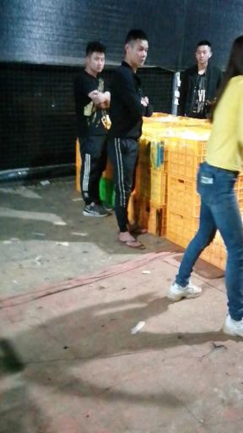 石林人参果开始上市了，累了一天，来一口甜甜的人参果