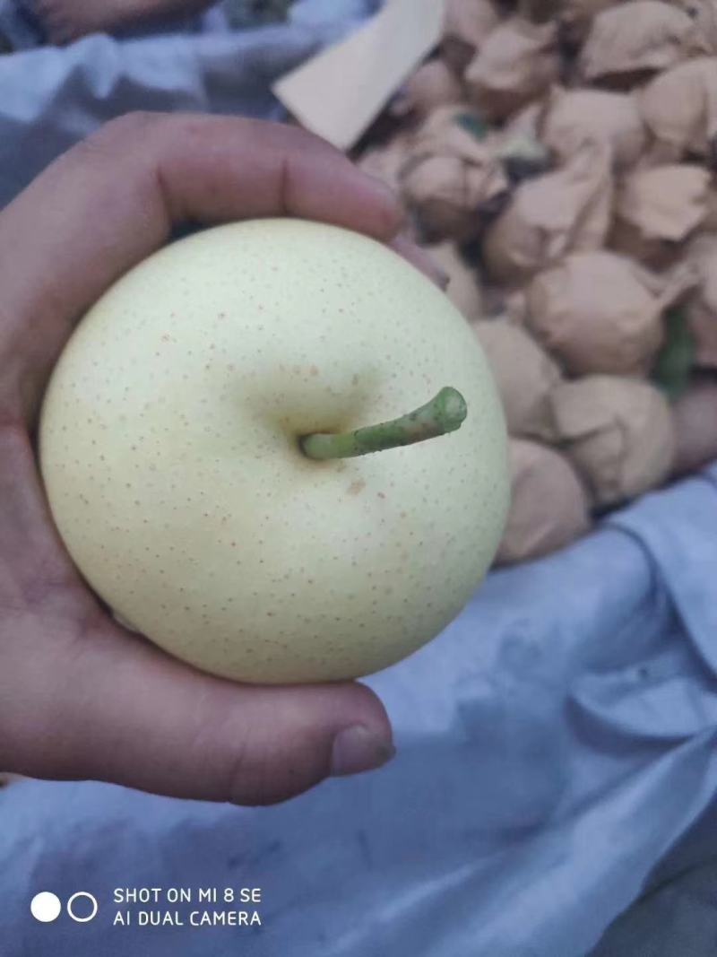 河北原装袋皇冠梨，海量货源，