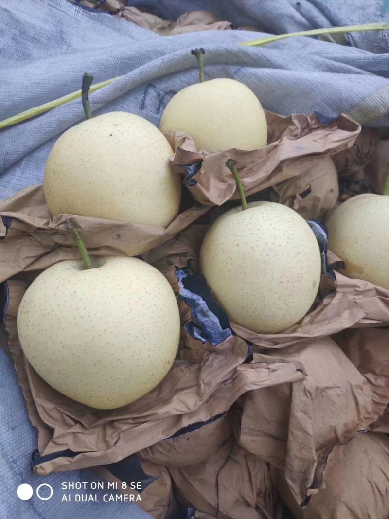 河北原装袋皇冠梨，海量货源，