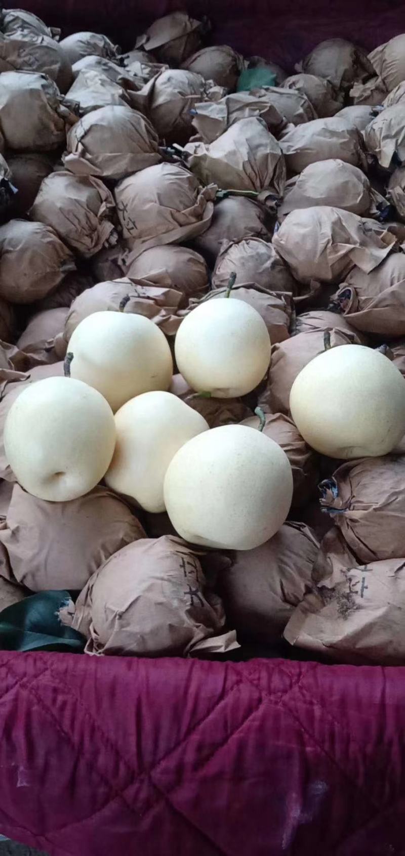 河北原装袋皇冠梨，海量货源，