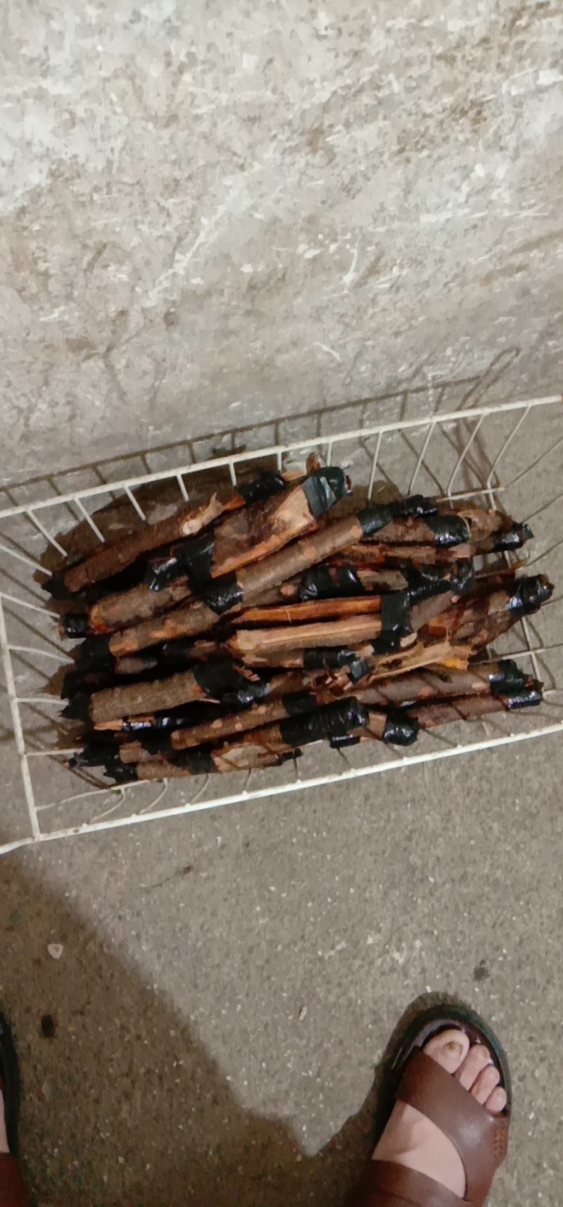 斗米虫，云实树蛀虫，裸虫，2克以上。
