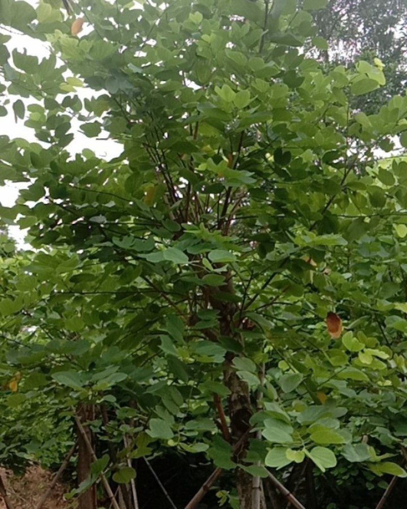 红花紫荆