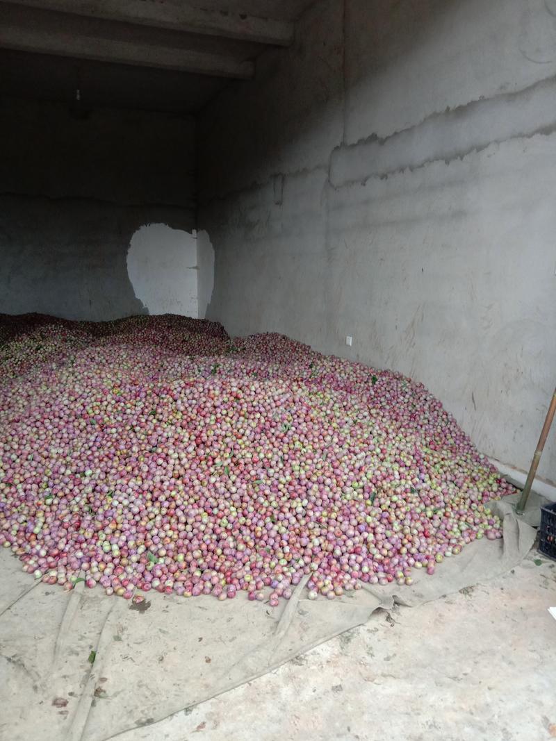 小脆红李子大量上市了越南果，电商果质量保证