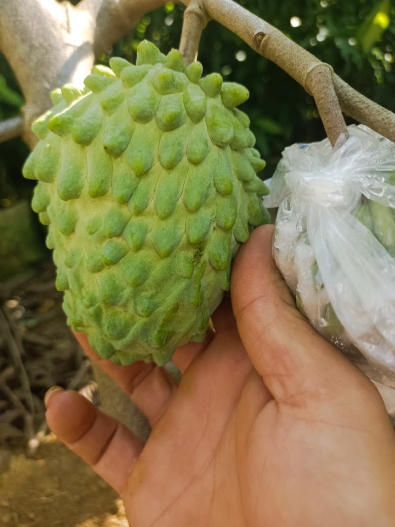 释迦果