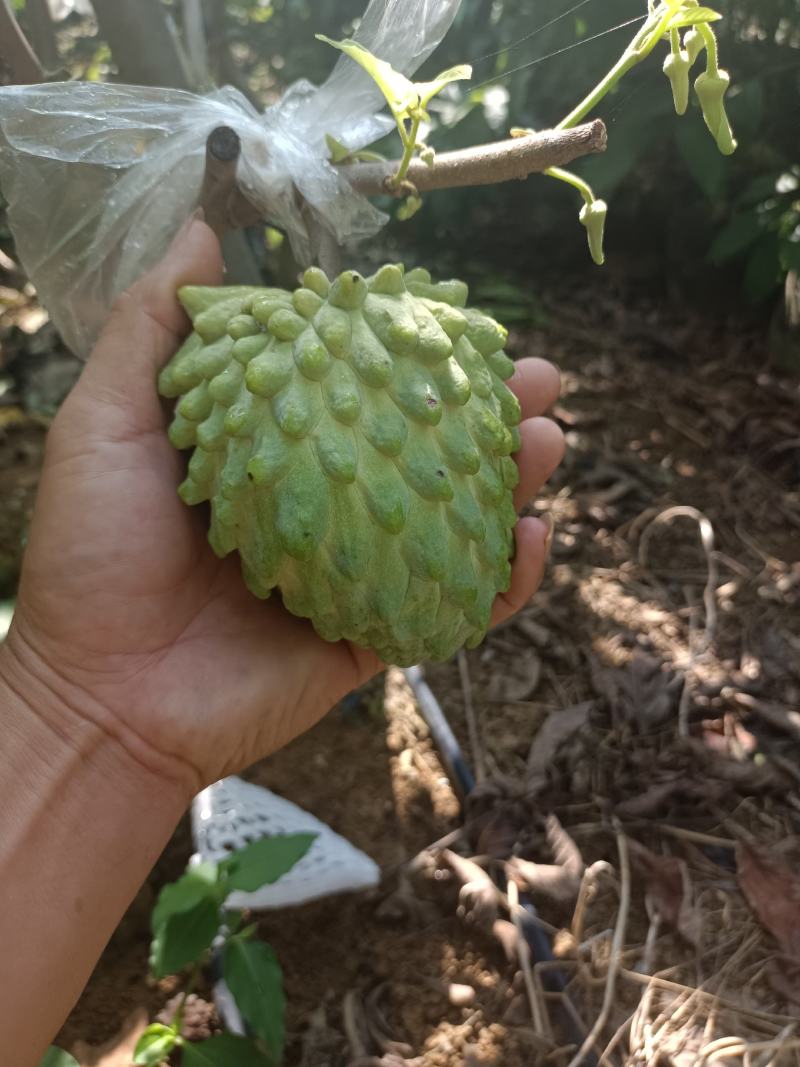 释迦果