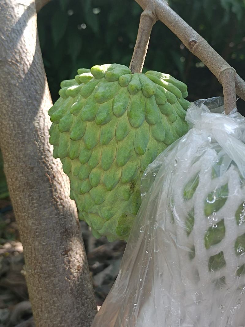 释迦果