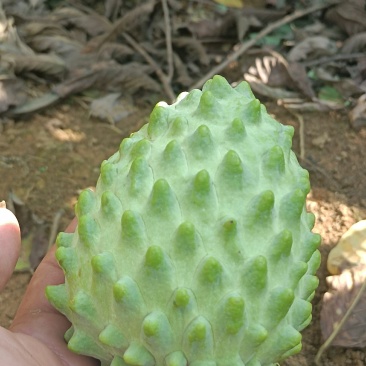 释迦果