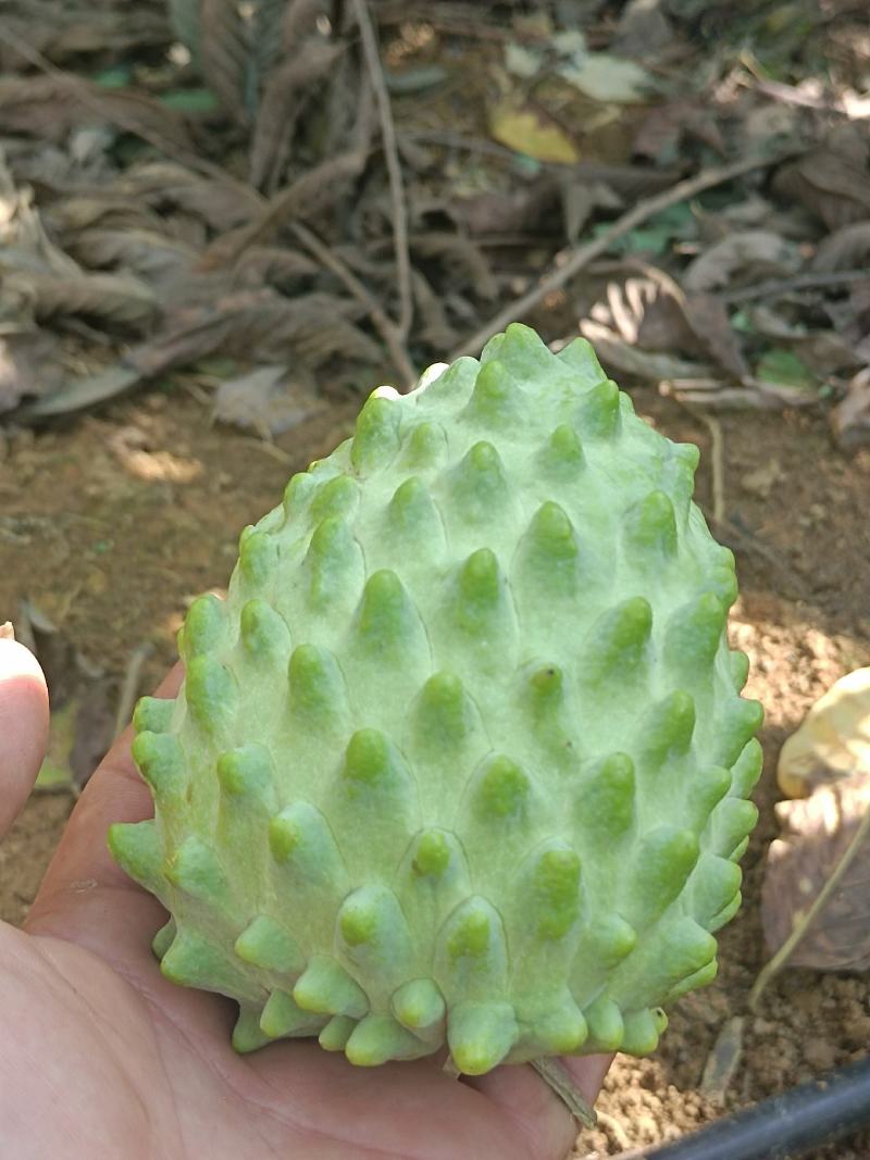 释迦果