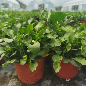 苗圃直销时令花卉大滨菊