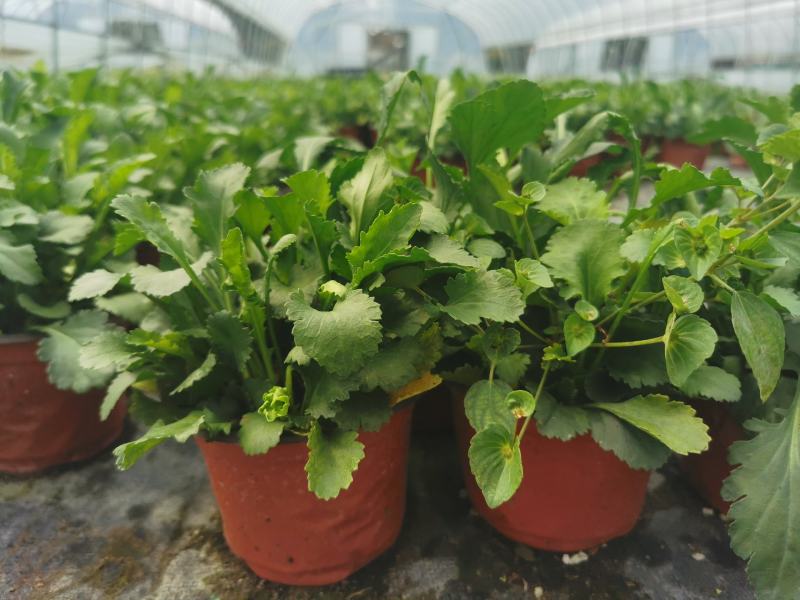 苗圃直销时令花卉大滨菊