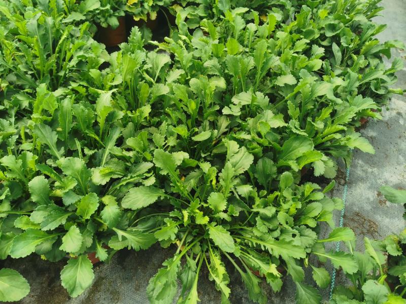 苗圃直销时令花卉大滨菊