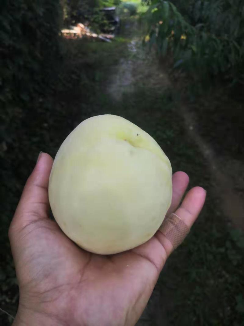 萧县实力代办白桃