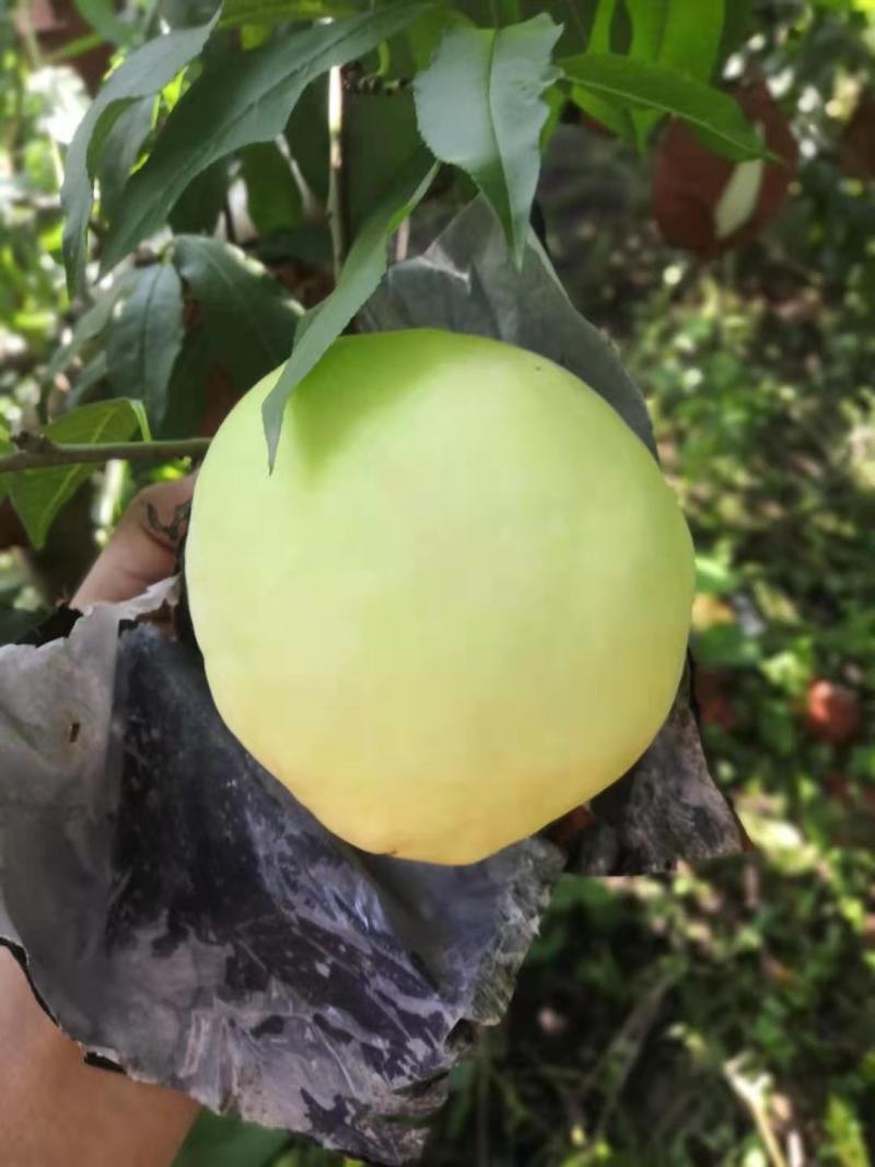 萧县实力代办白桃