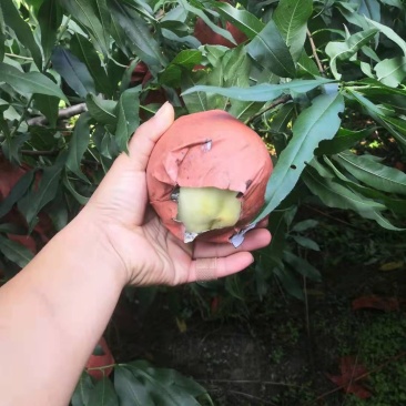萧县实力代办白桃