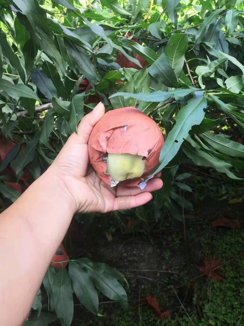 萧县实力代办白桃