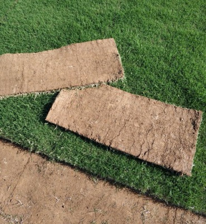 台湾草皮，草卷量大从优，直产直销，