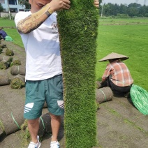 台湾二号混播草结喽草成都千亩草坪