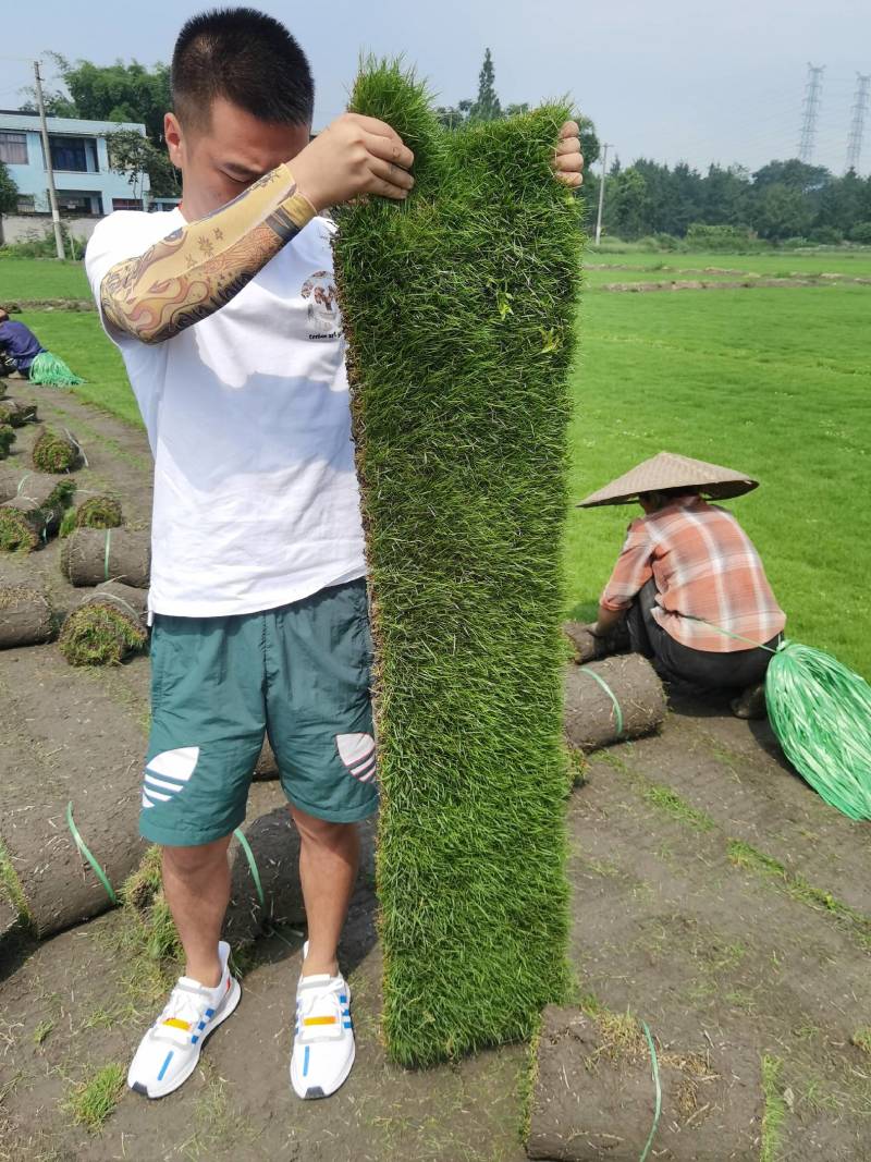 台湾二号混播草结喽草成都千亩草坪