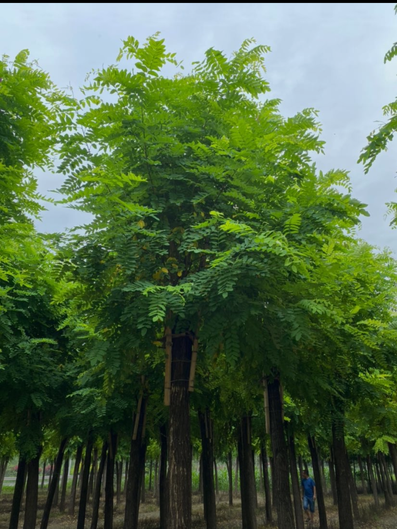 （红花刺槐）6-18公分规格齐全大量出售中