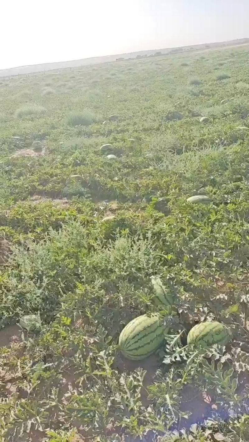 20吨双红金五西瓜出售