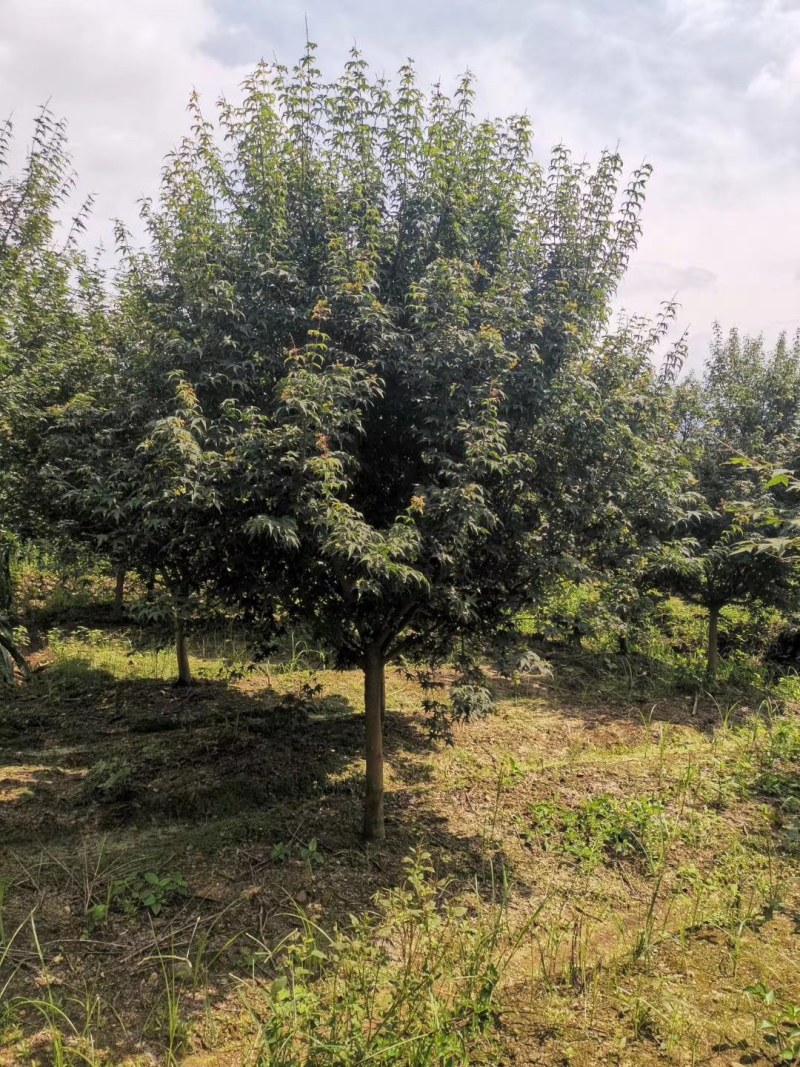 鸡爪槭小叶鸡爪槭苗1/20公分鸡爪槭小苗工程苗苗圃直发