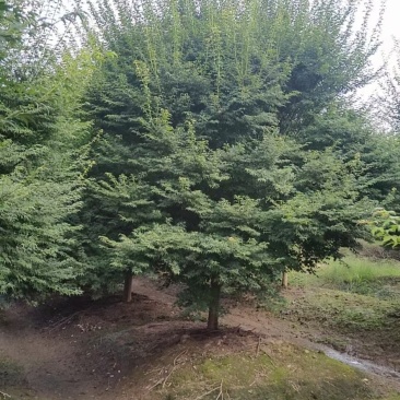 鸡爪槭小叶鸡爪槭苗1/20公分鸡爪槭小苗工程苗苗圃直发